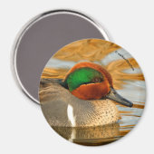 黄金の池に美しい緑の翼のティール(緑がかった色)のアヒル マグネット (正面/裏面)