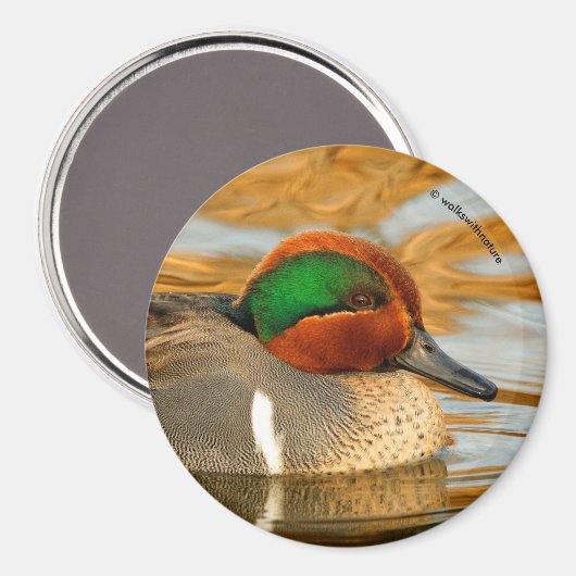 黄金の池に美しい緑の翼のティール(緑がかった色)のアヒル マグネット (正面/裏面)