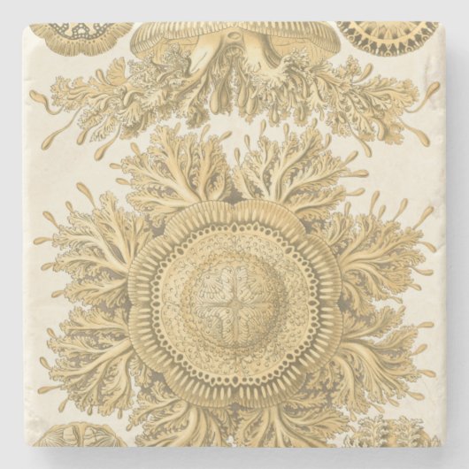 黄金の海の生物 ストーンコースター (正面)