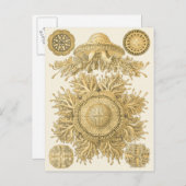 黄金の海の生物 ポストカード (正面/裏面)