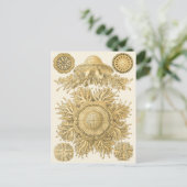 黄金の海の生物 ポストカード (スタンド正面)