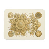 黄金の海の生物 マグネット (横)