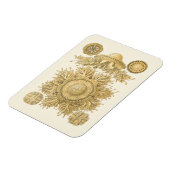 黄金の海の生物 マグネット (左側)