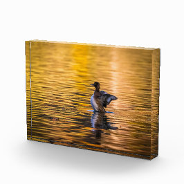 黄金の湖の黄金の目 フォトブロック