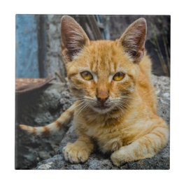 黄金の目 タイル