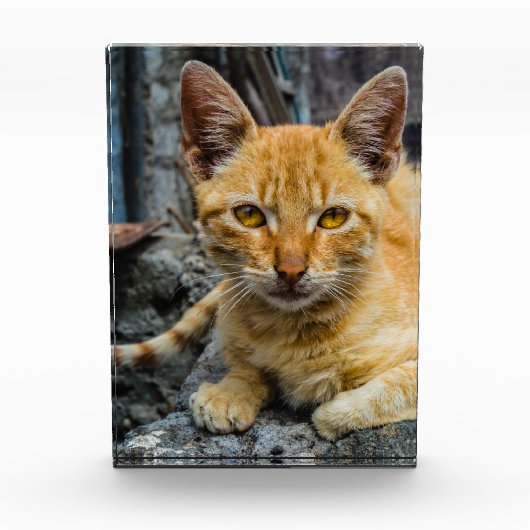 黄金の目 フォトブロック (正面)