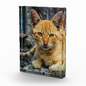 黄金の目 フォトブロック (右)