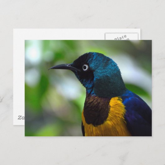 黄金の胸を持つスターリングバード ポストカード (正面/裏面)