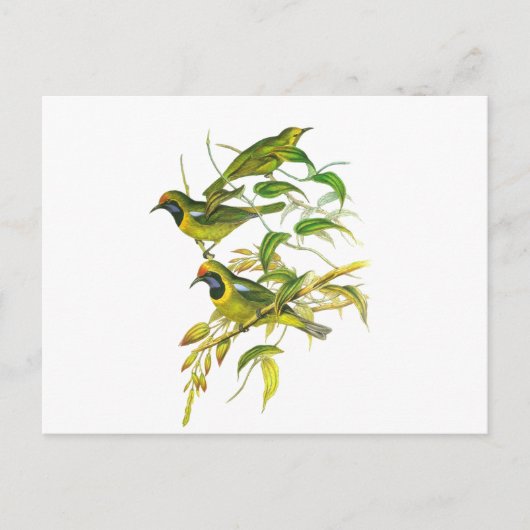 黄金の葉の鳥 ポストカード (正面)