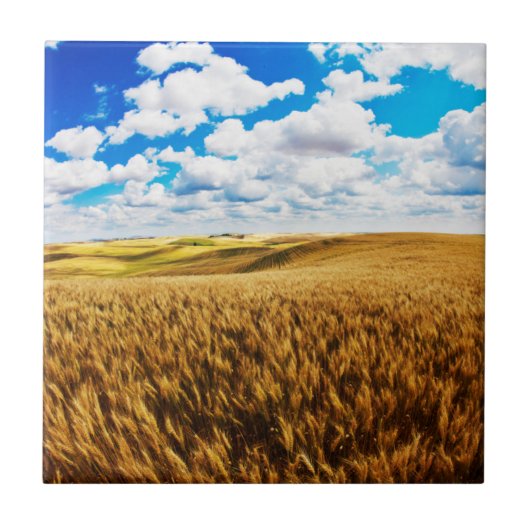 黄金色に熟した小麦の起伏ある丘陵 タイル (正面)