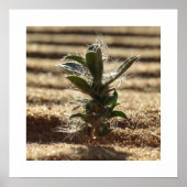 黄金色の砂に育つ強靭な砂漠の植物 ポスター (正面)