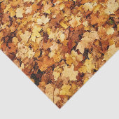 黄金色の秋のイロハカエデの葉 薄葉紙 (詳細)