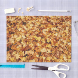 黄金色の秋のイロハカエデの葉 薄葉紙