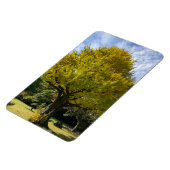 黄金銀杏の木 マグネット (左側)