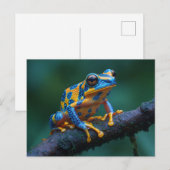 黄青ガエル ポストカード (正面/裏面)