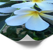 黄，白，フランジパニ，花，自然，夏 ポスター (角)