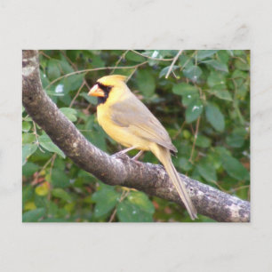 黄(鳥)ショウジョウコウカンチョウ ポストカード