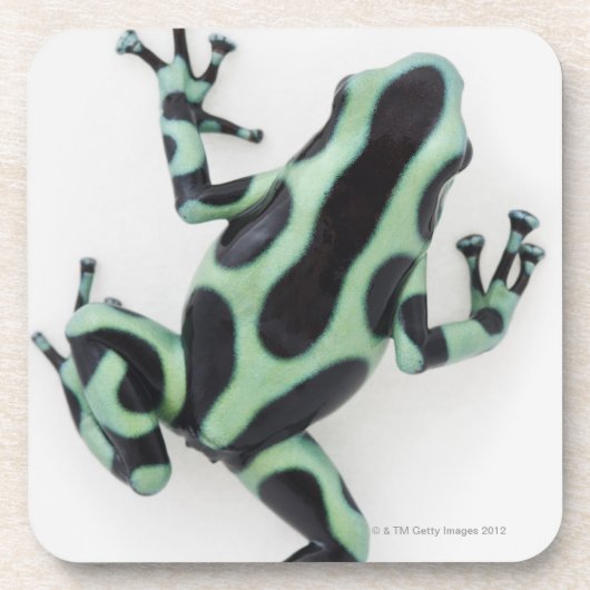 黒いおよび緑の毒投げ矢のカエル2 コースター (正面)