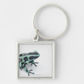 黒いおよび緑の毒投げ矢のカエル(dendrobates キーホルダー (正面)