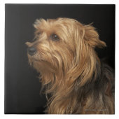 黒いおよび茶色のヨークシャーテリアは黒のプロフィールを残しました タイル (正面)