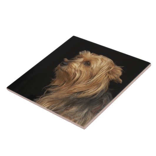 黒いおよび茶色のヨークシャーテリアは黒のプロフィールを残しました タイル (側面)
