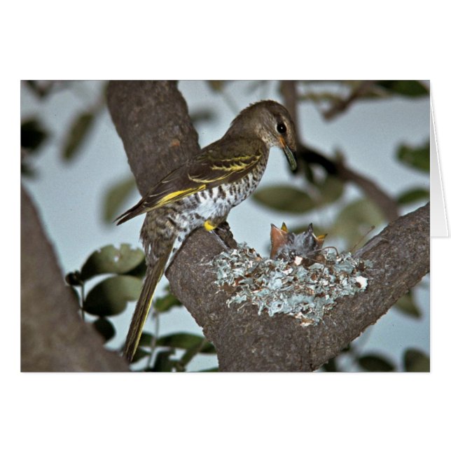 黒いかっこうShrike (正面横)