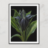 黒いこうもりの植物は黒く ポストカード (正面)