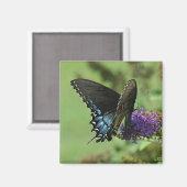 黒いアゲハチョウ9.05-1 マグネット (正面/裏面)