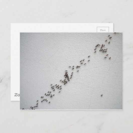 黒いアリ後を追は鎖で繋がっている ポストカード (正面/裏面)