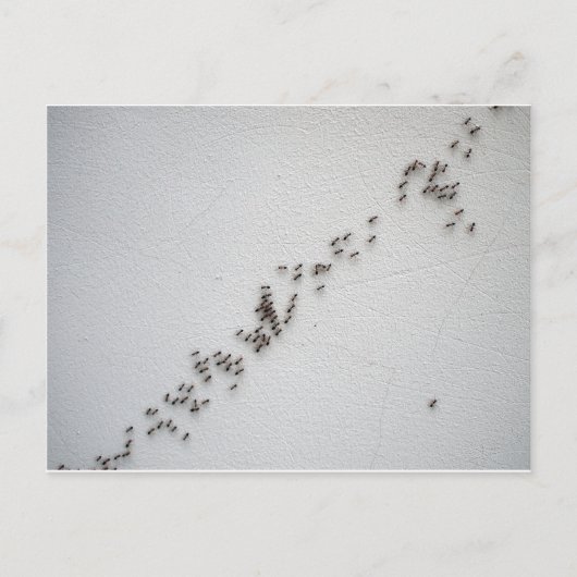 黒いアリ後を追は鎖で繋がっている ポストカード (正面)