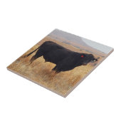 黒いアンガスの牛が牛群と放牧 タイル (側面)