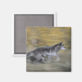 黒いオオカミが乗っ走ている マグネット (正面/裏面)