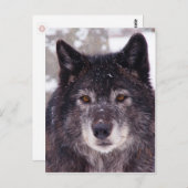 黒いオオカミのはがき ポストカード (正面/裏面)