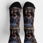 黒いオーストラリアの若いタスマン風の悪魔 ソックス (上部)