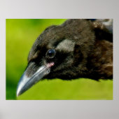 黒いカラス ポスター (正面)