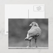 黒いカラス ポストカード (正面/裏面)