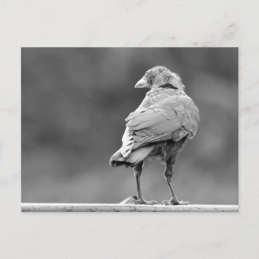 黒いカラス ポストカード (正面)