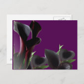 黒いカラユリの花 ポストカード (正面/裏面)