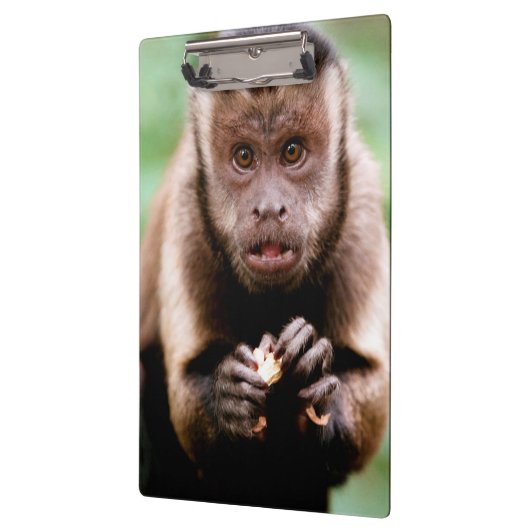 黒いキャップのカプチンモンキーのクローズアップ クリップボード (左)