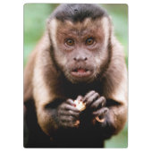 黒いキャップのカプチンモンキーのクローズアップ クリップボード (裏面)