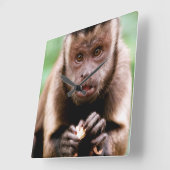 黒いキャップのカプチンモンキーのクローズアップ スクエア壁時計 (傾斜)