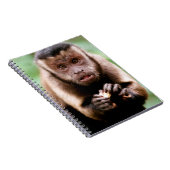 黒いキャップのカプチンモンキーのクローズアップ ノートブック (右側)
