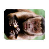 黒いキャップのカプチンモンキーのクローズアップ マグネット (横)