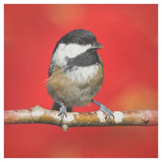 黒いキャップの《鳥》アメリカゴガラの秋の赤の背景 ファブリック (見本)