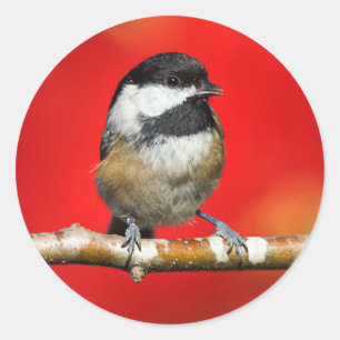 黒いキャップの《鳥》アメリカゴガラの秋の赤の背景 ラウンドシール