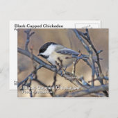 黒いキャップの《鳥》アメリカゴガラはがき ポストカード (正面/裏面)