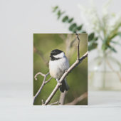 黒いキャップの《鳥》アメリカゴガラ ポストカード (スタンド正面)