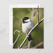 黒いキャップの《鳥》アメリカゴガラ ポストカード (正面/裏面)