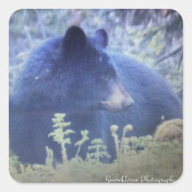 黒いクマの幻影