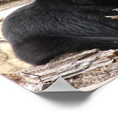 「黒いクマ」byカーターL.シェパード ポスター (角)